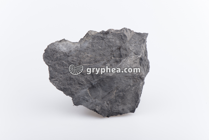 Schiste ardoisier - gryphea.com